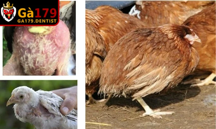 Bệnh Thường Gặp Ở Gà Chọi - Cách Nhận Biết Và Xử Lý