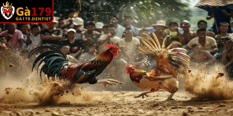Cách Chấp Tiền Gà Chọi Chi Tiết, Đơn Giản Cần Tuân Thủ