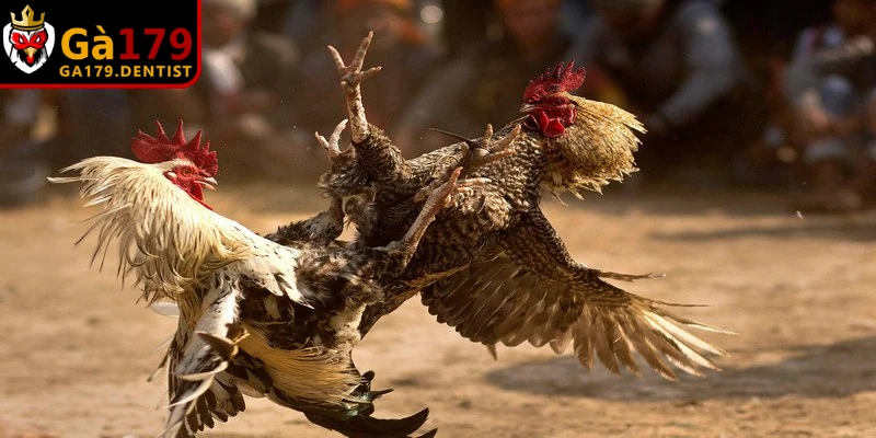 Cách Chơi Đá Gà Cựa Sắt Chi Tiết Và Hiệu Quả Cho Kê Thủ