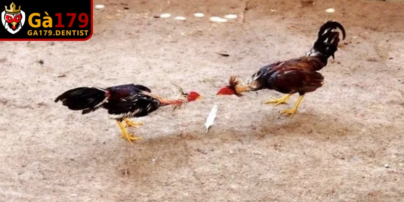 Cách Chơi Đá Gà Chi Tiết Và Lưu Ý Quan Trọng Khi Tham Gia