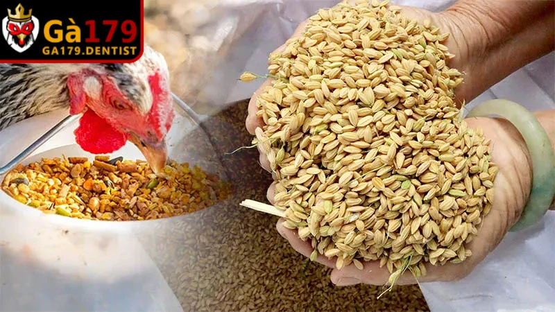 Cách Ép Chân Gà Trước Khi Đá - Bí Quyết Tăng Lực Đá
