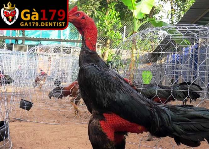 Cách Ép Chân Gà Trước Khi Đá - Bí Quyết Tăng Lực Đá