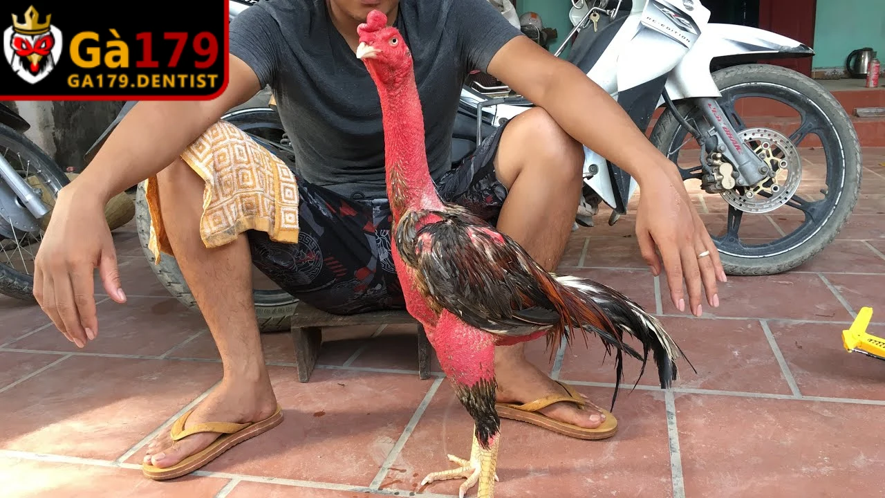 Cách Ép Chân Gà Trước Khi Đá - Bí Quyết Tăng Lực Đá