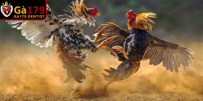 Cách Nuôi Gà Đá Chân Mạnh Hiệu Quả Cho Chiến Kê Bách Chiến