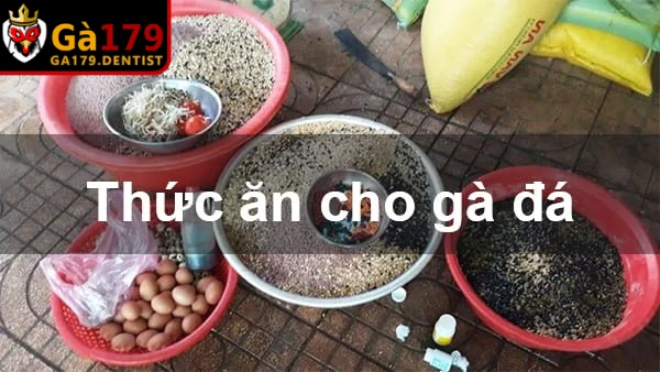 Cách Nuôi Gà Đá Không Bị Hốc - Chăm Sóc Chiến Kê Khỏe Mạnh