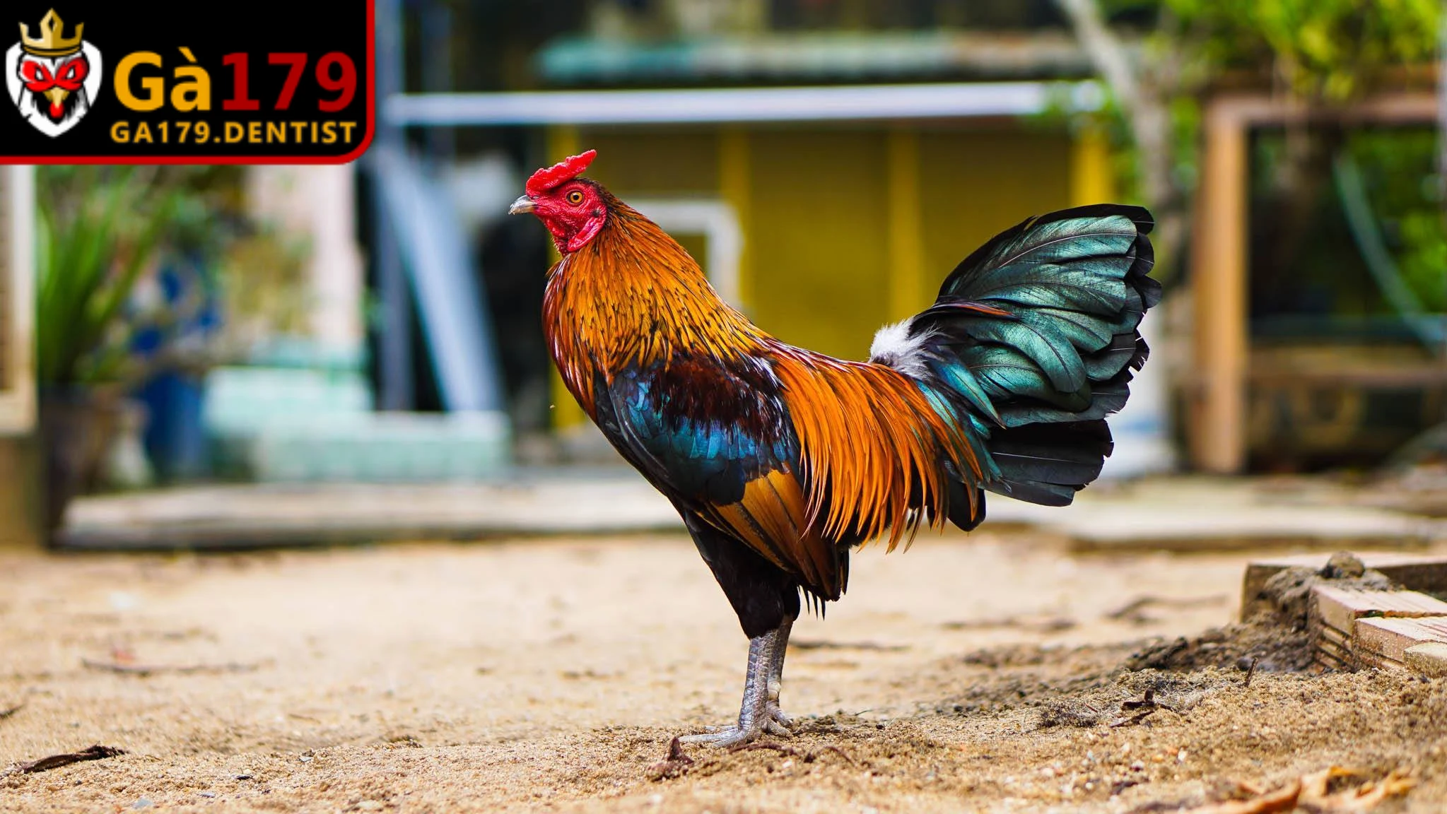 Cách Nuôi Gà Đá Không Bị Hốc - Chăm Sóc Chiến Kê Khỏe Mạnh