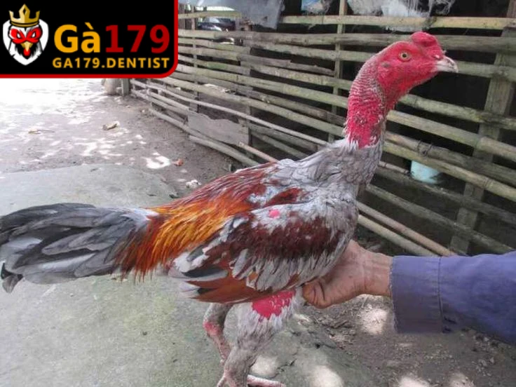 Cách Nuôi Gà Đá Không Bị Hốc - Chăm Sóc Chiến Kê Khỏe Mạnh