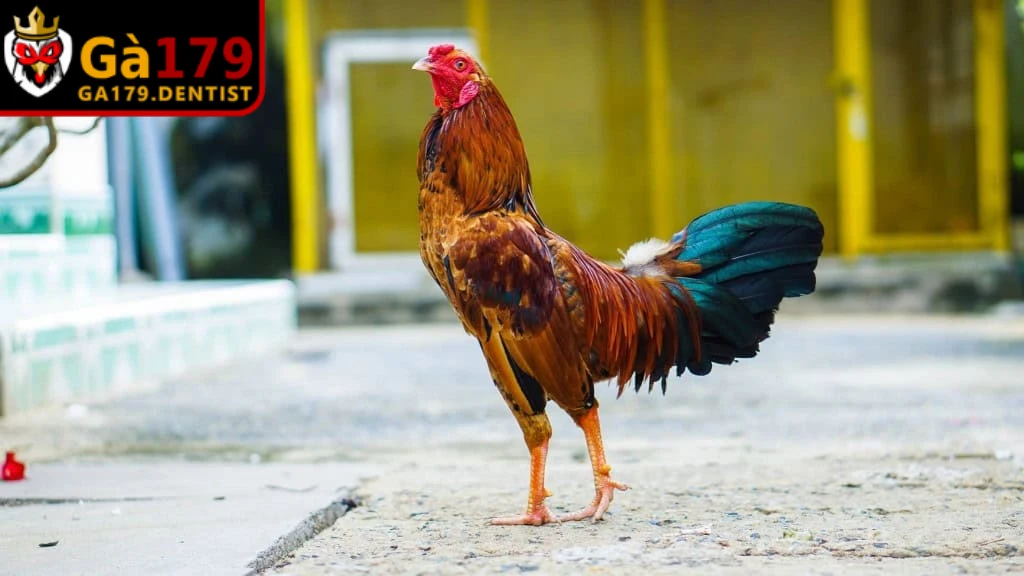 Cách Tập Lực Cho Gà Chọi - Bí Quyết Nâng Cao Thể Lực