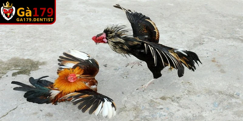 Hôm Nay Đá Gà Màu Gì Để Luôn Thắng Nhờ Bí Kíp Ngũ Hành