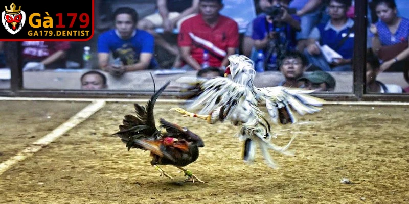 Kinh nghiệm chọn chiến kê Và Bí Quyết Đúc Gà Chọi Bất Bại