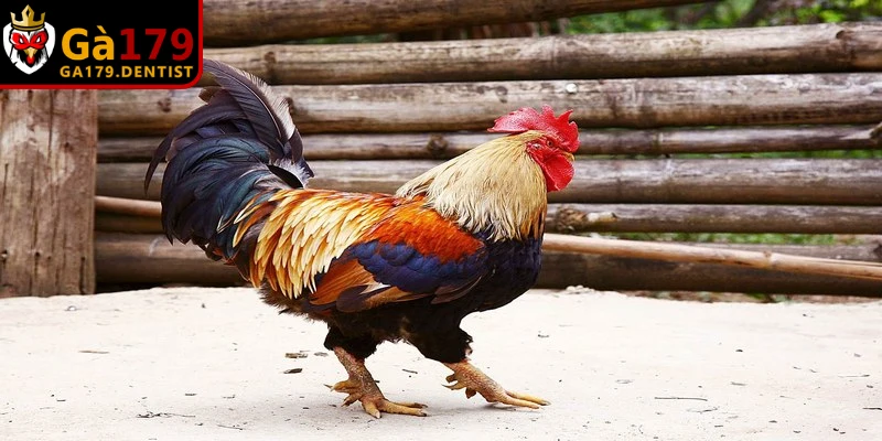 Thuốc Điều Trị Bệnh ORT Trên Gà Và Phác Đồ Đặc Trị Hiệu Quả
