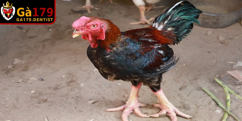 Thuốc Điều Trị Bệnh ORT Trên Gà Và Phác Đồ Đặc Trị Hiệu Quả
