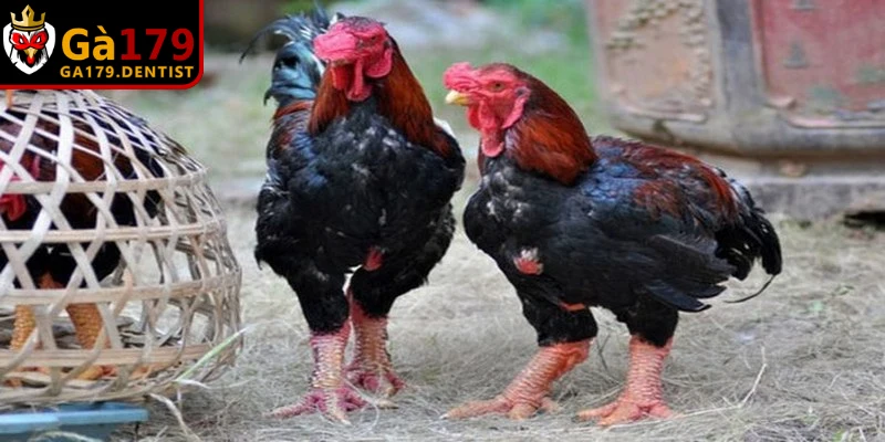 Thuốc Điều Trị Bệnh ORT Trên Gà Và Phác Đồ Đặc Trị Hiệu Quả