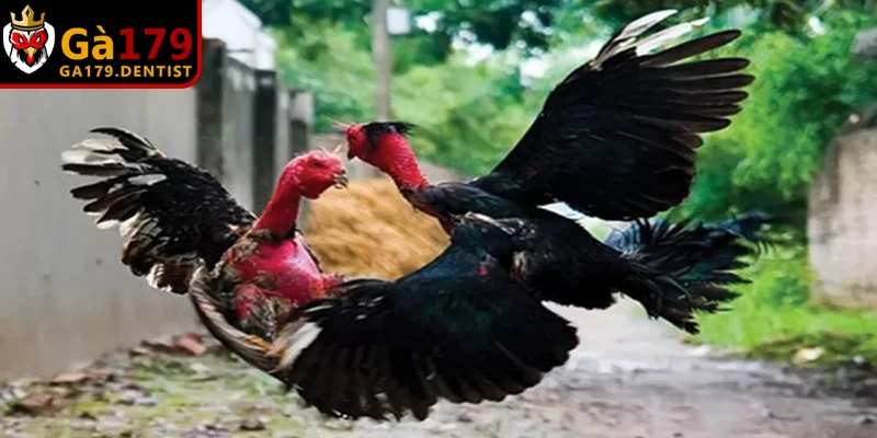 Top Trang Đá Gà Trực Tiếp Uy Tín Và Chất Lượng Nhất 2026